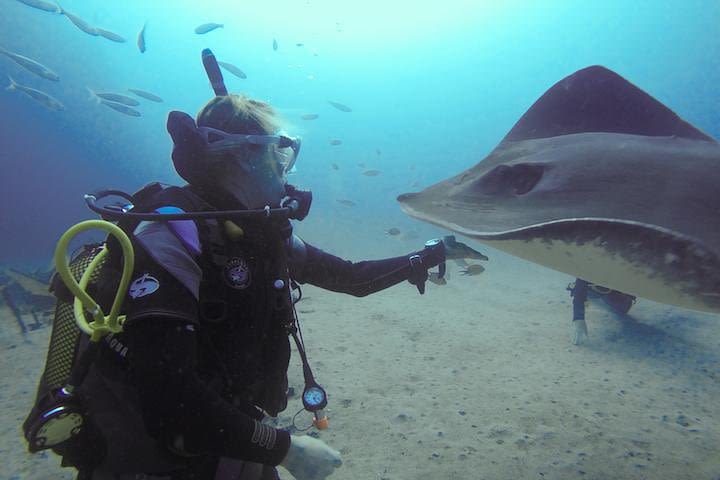 SSI Fish Identification Specialty Course in Tenerife image