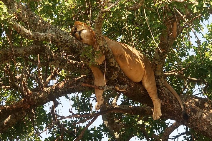 8 Days Maasai mara - Ngorongoro - Serengeti - Lake Manyara safari image