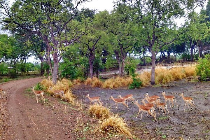 Game Drive into the Musi Otunya National Park image