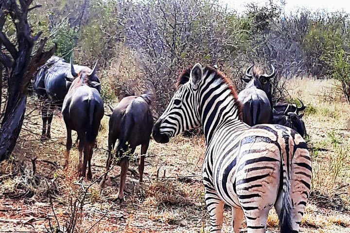 Pilanesberg open vehicle guided game drive image