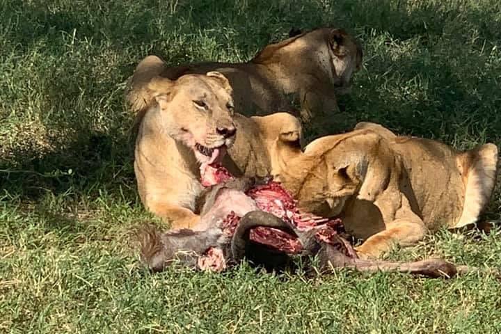 Remarkable Serengeti National Park, 2019 image