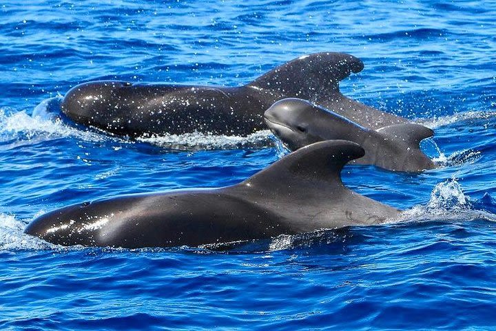 Whale Watching Catamaran to Los Gigantes & Masca image