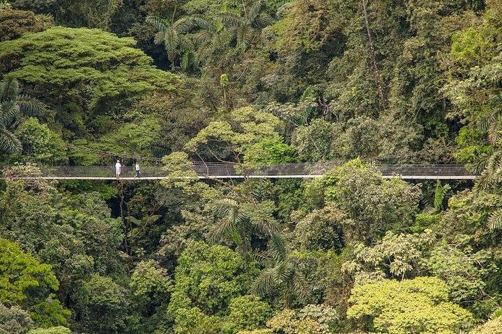 Arenal Hanging Bridges / Guided Walk image