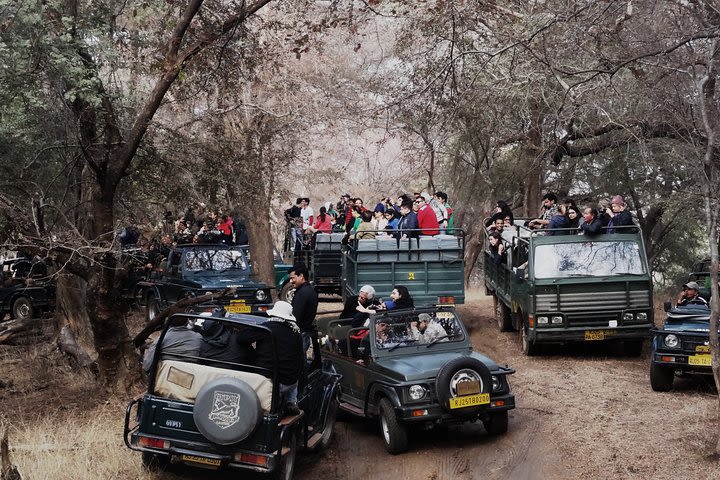 Full Day trip to Ranthambore tiger reserve from Jaipur image