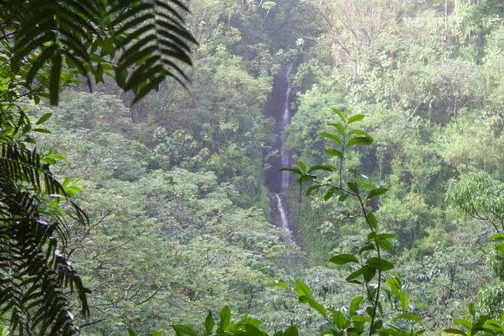 Rainforest Waterfall Trail and Shuttle Service  image