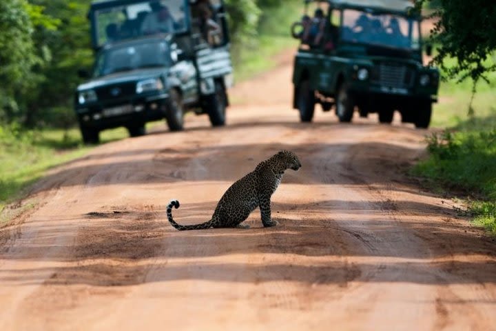 Yala Safari Day Trip from Kalutara and Surroundings - All Inclusive Package  image