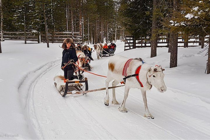 Guided reindeer farm visit and one hour sledge safari image