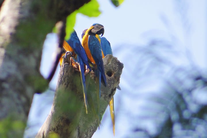 2-Day Camping Tour to Pacaya-Samiria National Park from Iquitos image