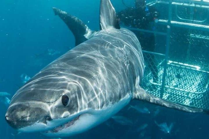 Cape Town 3-Day Attraction Tours: Shark Diving & Cape Peninsula & Wine Tasting image