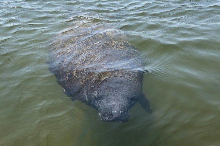 Tampa Bay Marine Life Stand Up Paddle Boarding Activity image