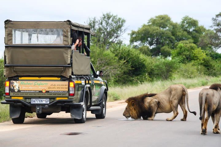 Full day Safari Kruger National Park image