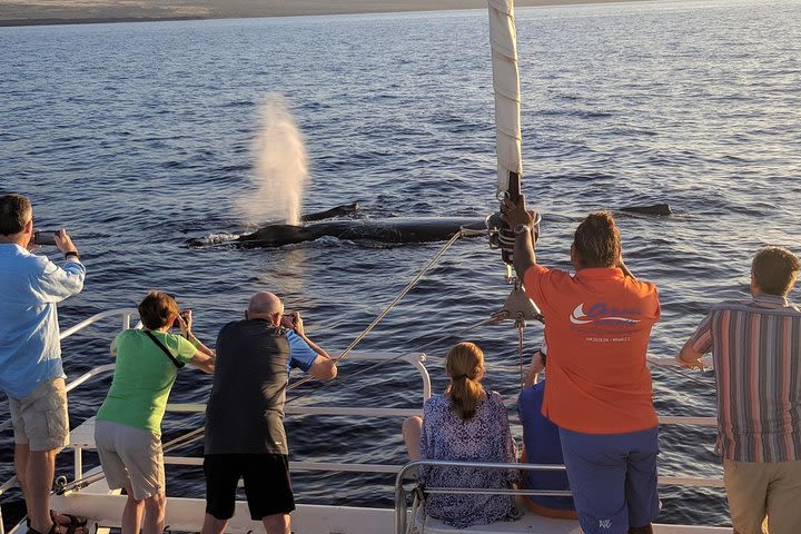 Pau Hana Sunset Cruise with the Whales image