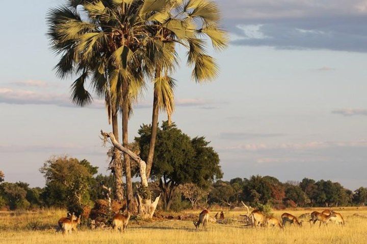 5-Day Victoria Falls and Hwange National Park Tour from Victoria Falls image