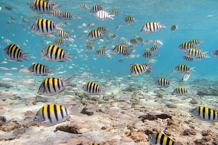 Snorkel Tour by boat image