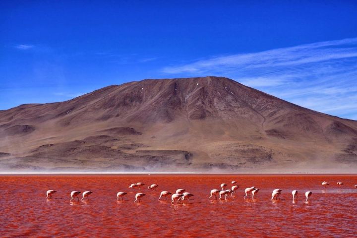 Atacama & Uyuni Salt Flats Adventure image
