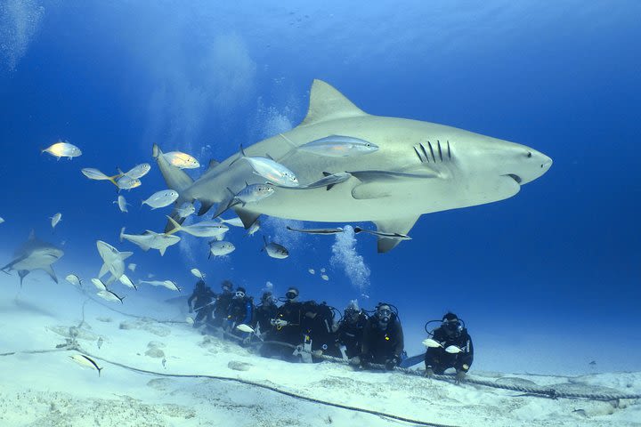 Bull Shark Extreme - 1tank /Only for Certified Divers image