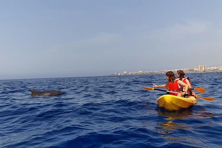 Kayak Safari with Dolphin and Turtle Watching in Guaza image