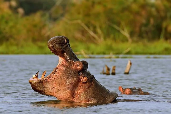 1 Day Tour Lake Naivasha And Hell's Gate From Nairobi  image