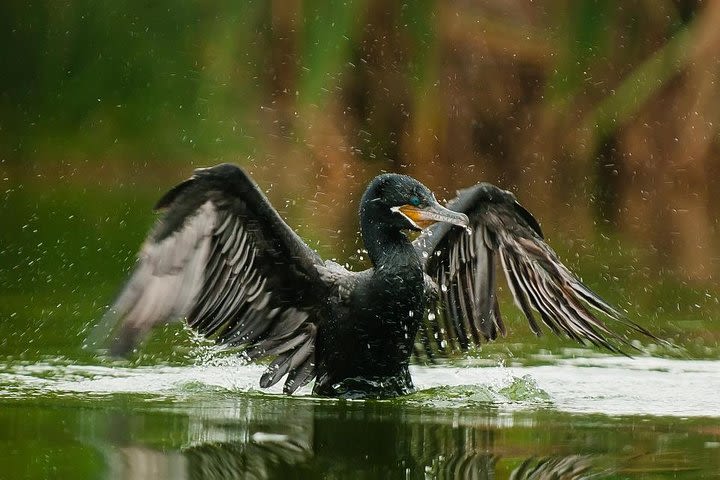 Birdwatching in Villa Wetlands - Lima  image