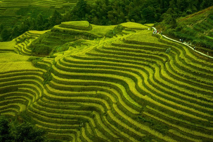 Terraced Field Impression and Minority People’s Village Private Excursion Tour image