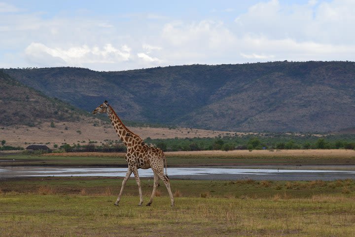 Pilanesberg National Park Day Tour from Pretoria, every SATURDAY image