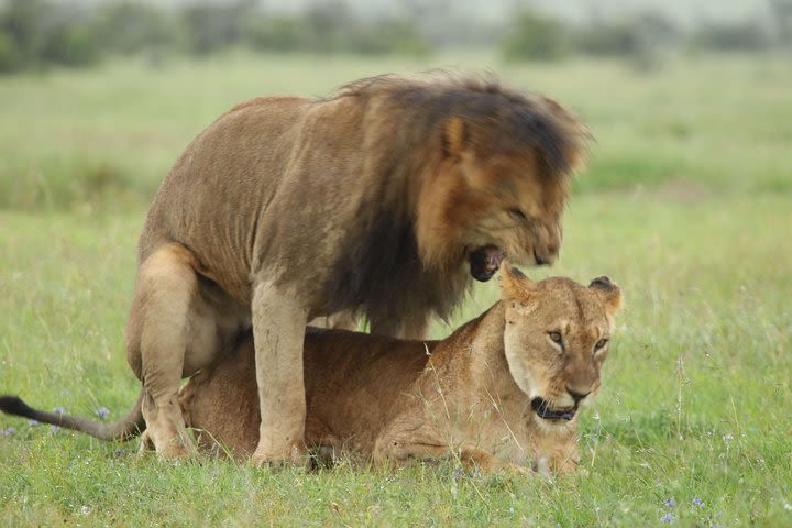 Private tour-Nairobi National Park,David Shedrick,Carnivore lunch&Giraffe centre image