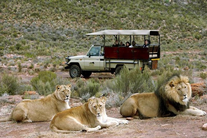 South Africa-Cape town ( The Best Big Five Safari tour ) image