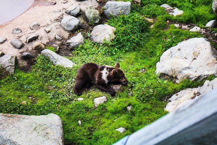 Visit Ranua Arctic Wildlife Park from Kemi image