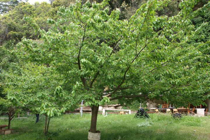 Premium Safari Tour–The Secrets of Cretan Wine & Olive Oil image