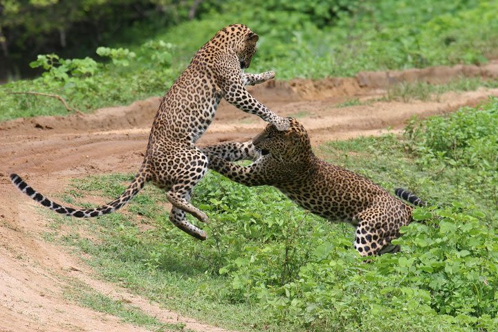 Yala Day Tour from Ampara image