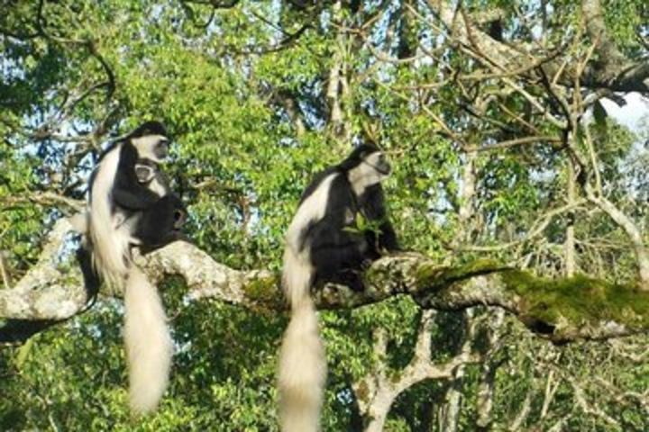 Day Tour to Arusha National Park image