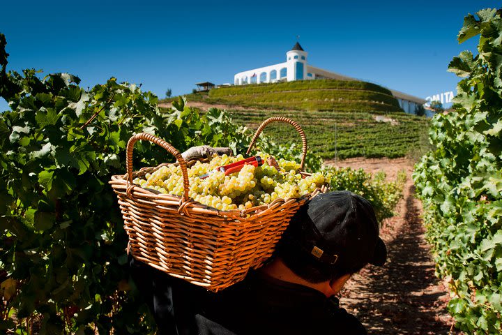 Wine Tasting Tour from Santiago: Casablanca Valley and Four Vineyards image