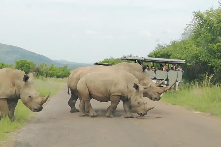 Pilanesberg Nature Reserve & Lion & Rhino Park Private  image