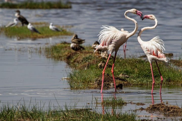  Tanzania Safari and Zanzibar Beach image