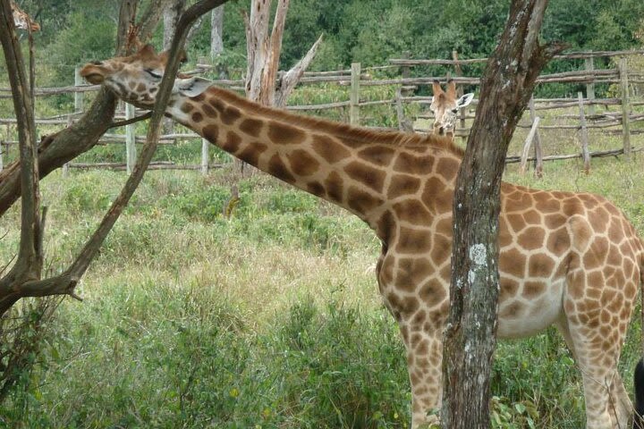 Private Day Tour of Nairobi's National Park and Giraffe Centre image