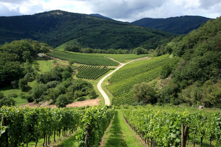 Alsace Wine Tour Half Day Trip From Strasbourg (shared) image