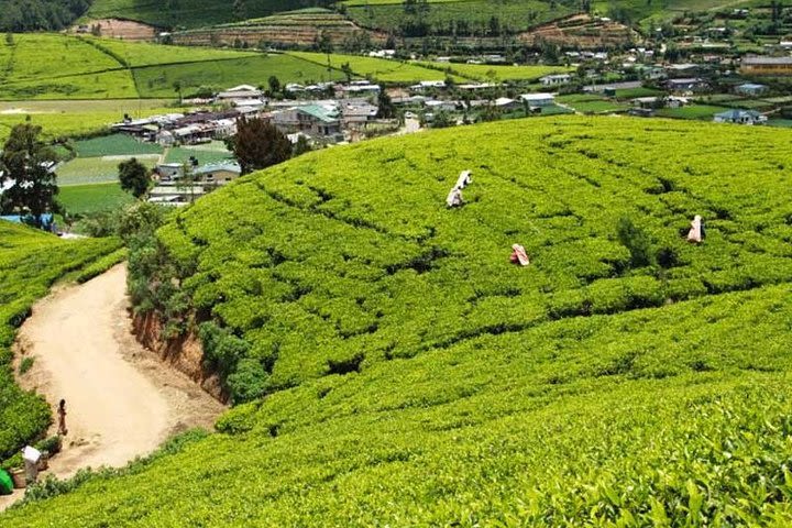 One day Tea factory and Waterfall Tours image