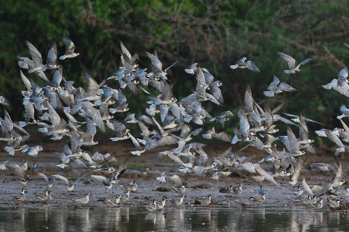 Bundala Birding Paradise - All Inclusive Tour image