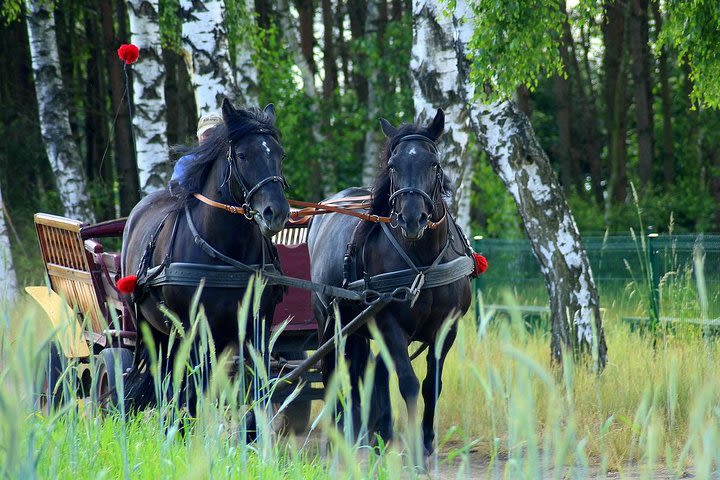 Vinyard Tour By Horse & Carriage With Delicious Tasting - Umbria image