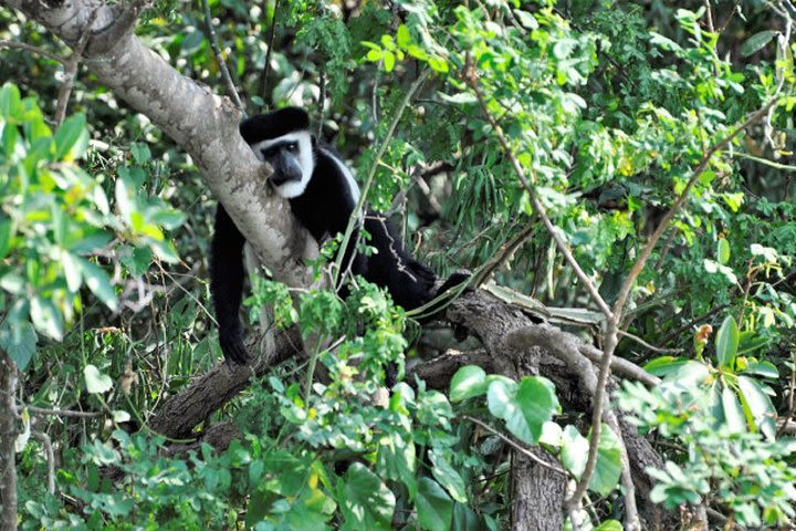 6-Days Safari in Uganda image