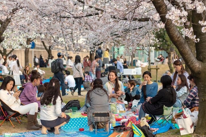 Osaka Cherry Blossom Tour with a Local: 100% Personalized Private image