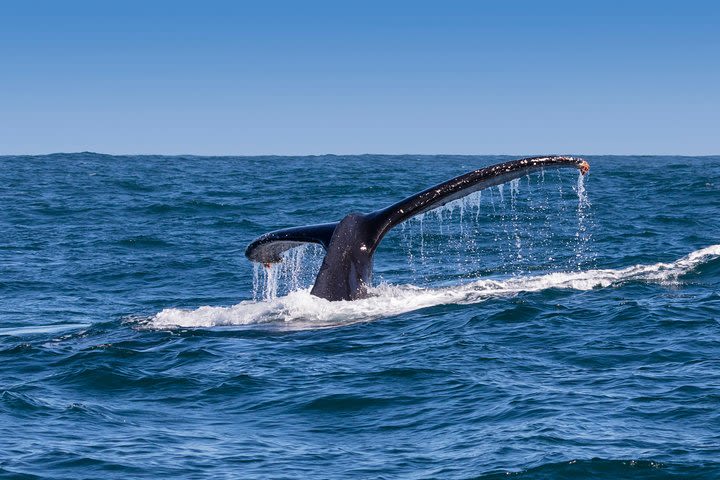 Hermanus Whale Watching Boat Trip with Shared Transfers from Cape Town image