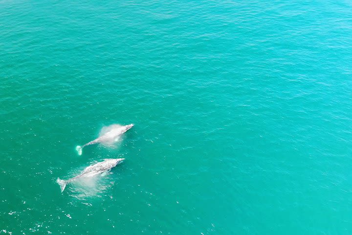 Family and Private Group Whale and Dolphin Watching image