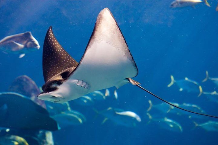 Manta Ray - Night Kayak & Snorkel Adventure at Keauhou Bay, Big Island HI image