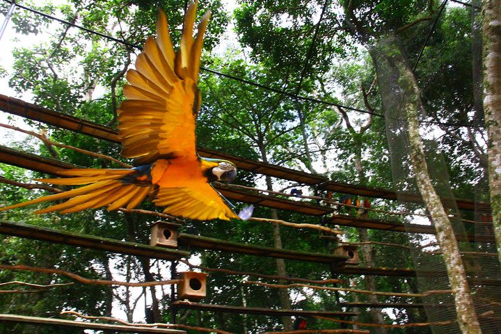 Airport Cataratas IGU Pick-Up & Iguassu Falls Brazilian Side & Bird Park  image