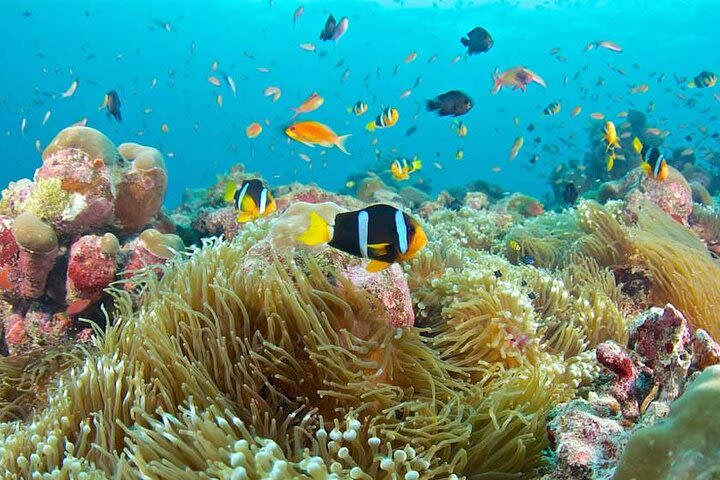 Snorkeling at Blue Lagoon, Star fish and The Rock Restaurant image