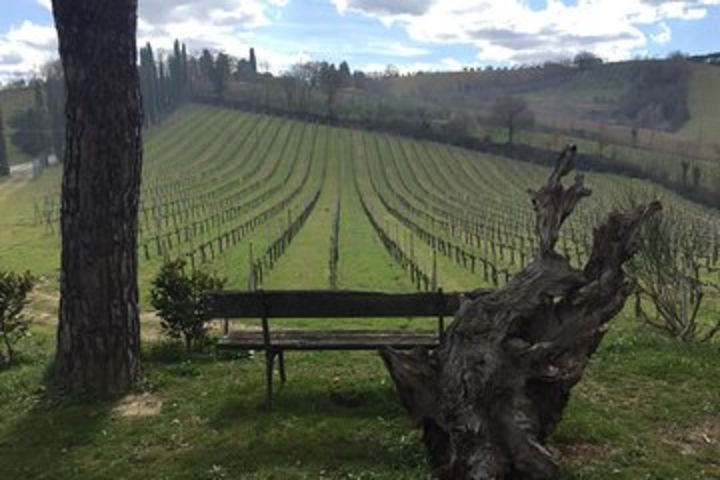 San Gimignano, Monteriggioni, Saffron and Vernaccia Wine from Florence image