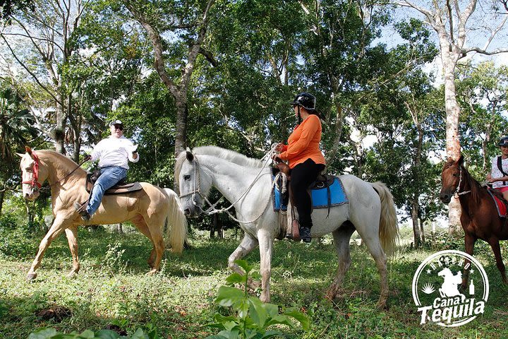 The ultimate Dominican horseback riding adventure image