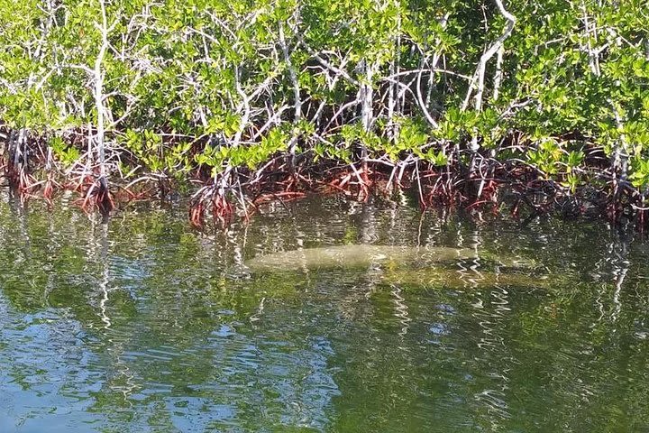 Florida Keys Eco Tour by Boat image