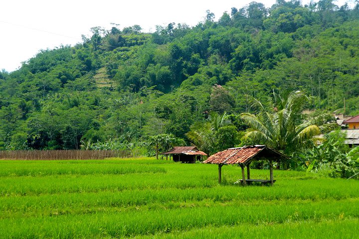 Day Trip to Bogor: Discover Hidden Waterfall, Local Village and Botanical Garden image